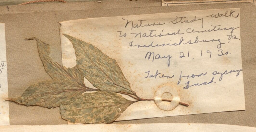 This image shows a leaf from the Nature Study Walk to National Cemetery in Fredericksburg, Va. That Mary went on on May 21, 1930, taken from a bush.
